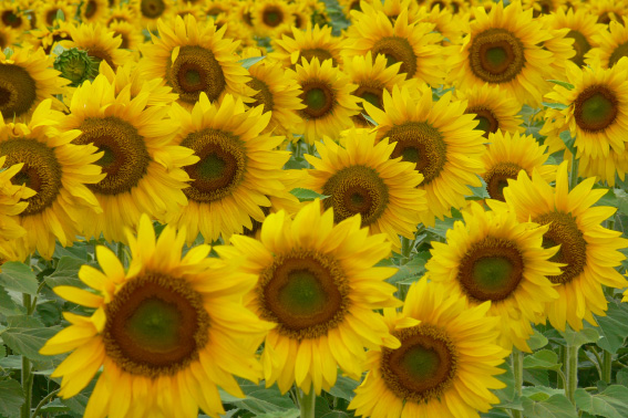 CAMPO DE GIRASOLES.