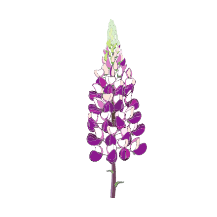 lupines