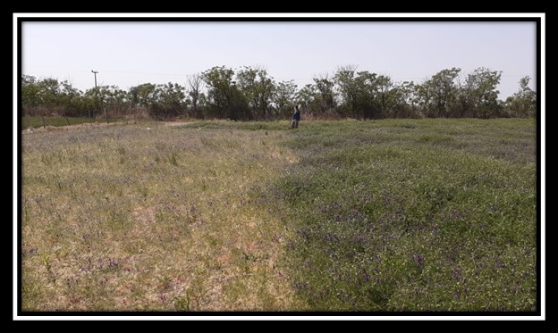 Imagen 1: Izq. Vicia sin inocular. Der. Vicia inoculada. Freyre, Córdoba.