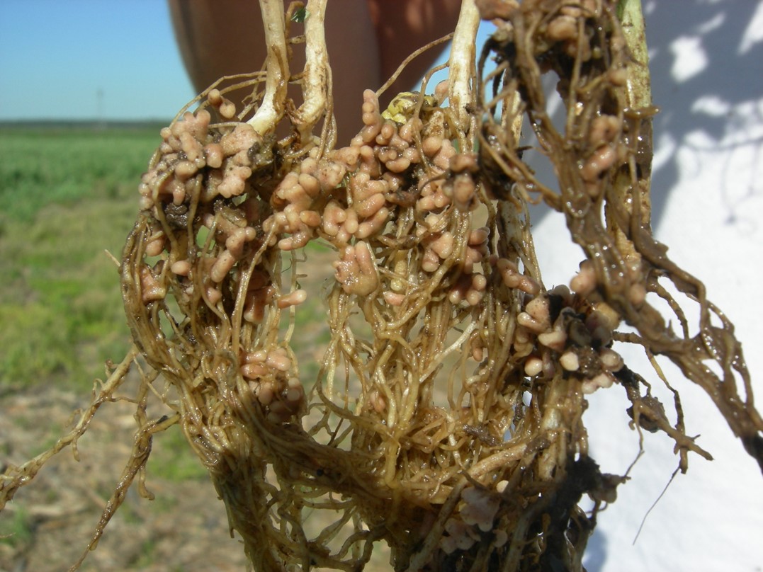  Vicia inoculada.